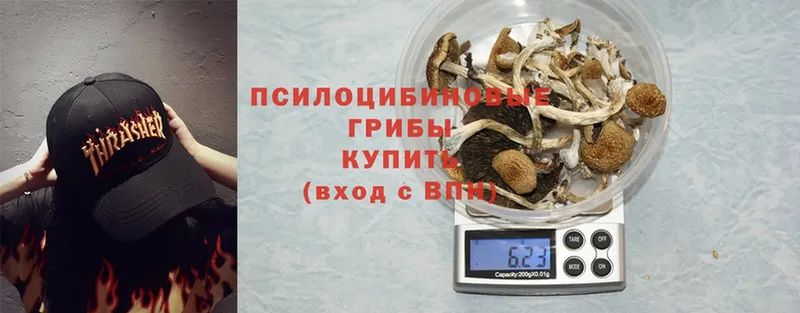 Псилоцибиновые грибы Psilocybine cubensis  Армавир 